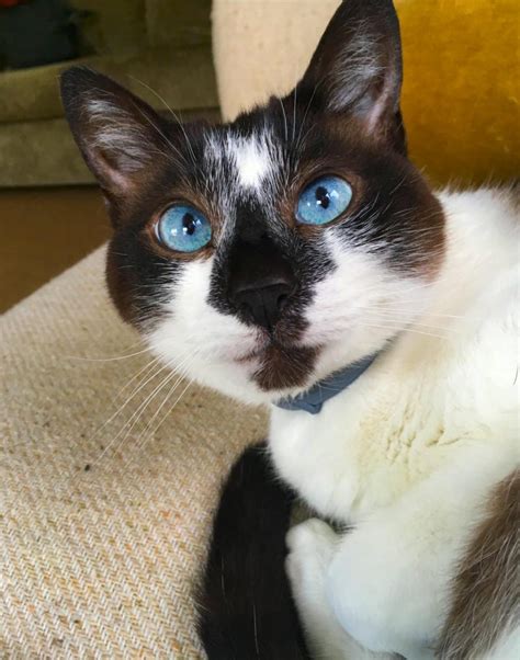 Check out this adorable persian kitten: Snowshoe Siamese Cat For Adoption in Seattle WA with ...