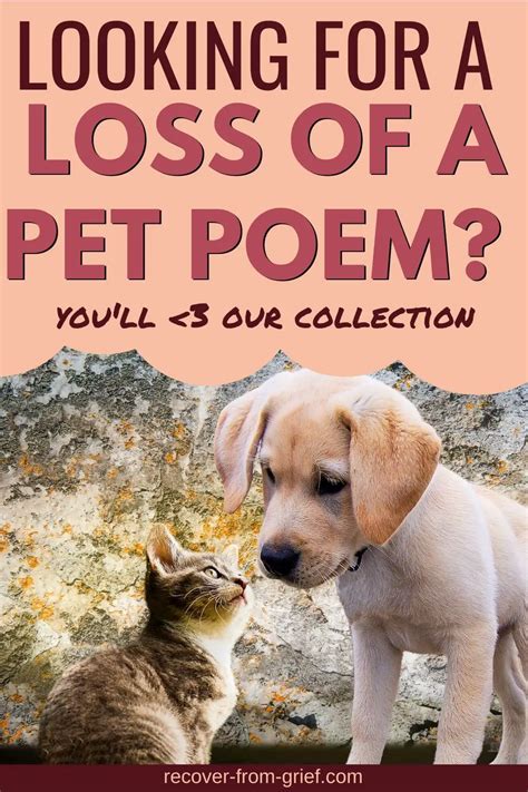 Loss Of A Pet Poem Comforting Words To Soothe Your Soul Recover