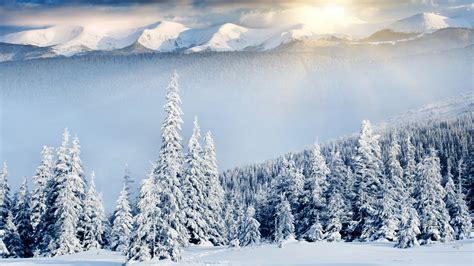 Wallpaper Mountains Forest Trees Snow Winter 8k Nature 17106