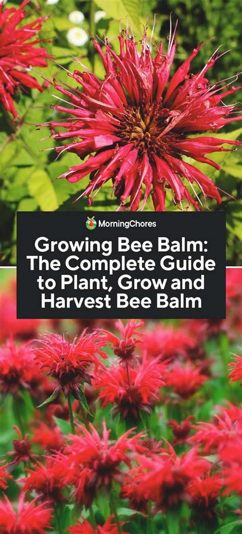 Bees and flowers have mutually beneficial relationships. Growing Bee Balm: The Complete Guide to Plant, Grow and ...