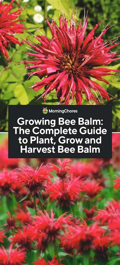 This bee bread provides an excellent source of protein for growing bees and worker bees alike. Growing Bee Balm: The Complete Guide to Plant, Grow and ...