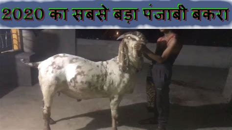 Biggest Goat In Bakraeid 2020 2020 बकरा ईद का सबसे बड़ा बकरा Biggest