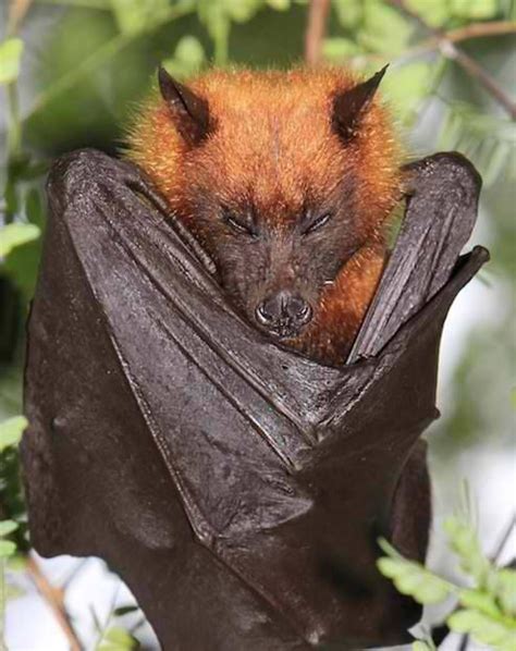 The Giant Golden Crowned Flying Fox Or As Its Sometimes Known The
