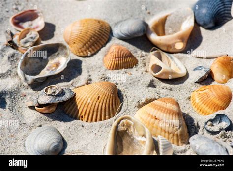 A Small Seashells In The Sand Stock Photo Alamy
