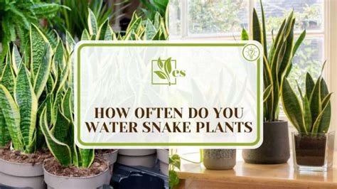 How Often Do You Water Snake Plants Get The Right Frequency