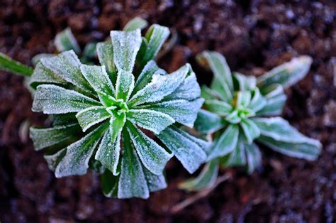 Winter Frost On Plants Free Stock Photo Public Domain Pictures
