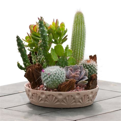 Then, how often do you water a cactus? 5 indoor plants and flowers you should get home this summer