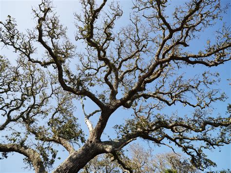 Common Pests And Diseases Of The Live Oak Native Tree Service