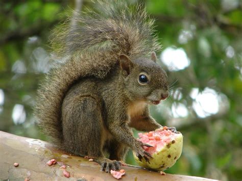 Selective Focus Photography Of Brown Squirrel Hd Wallpaper Wallpaper