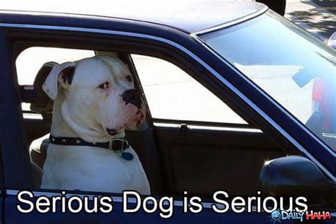 A Serious Dog