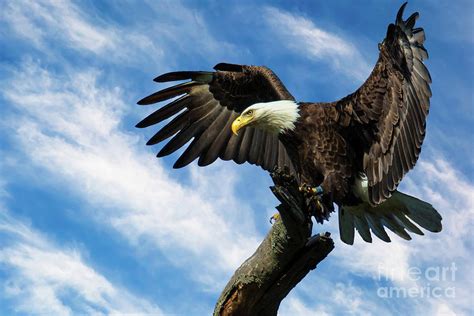 Eagle Landing On A Branch Photograph By Eleanor Abramson Fine Art America
