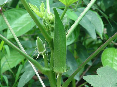 Okra vs lady finger okra and lady finger are just two names for the same plant with the scientific name of abelmoschus esculentus or hibiscus esculantus. About: Бамия
