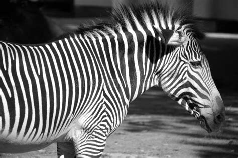 The Grevy S Zebra Or Imperial Zebra Stock Image Image Of African