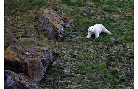 Scientists Call For Polar Bear Census