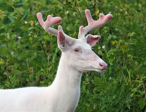 Rare Albino White Tailed Deer Of Boulder Junction Wisconsin