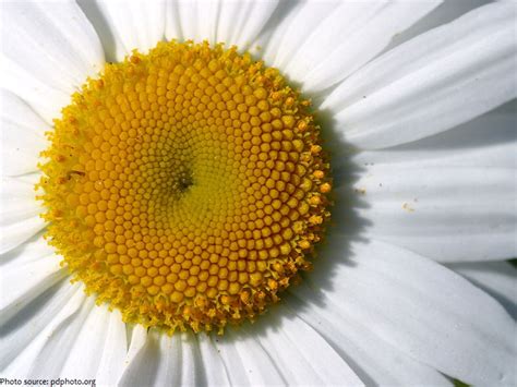 Interesting Facts About Daisies Just Fun Facts
