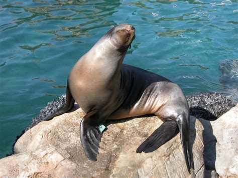 Seal At Aquarium Free Stock Photo Public Domain Pictures