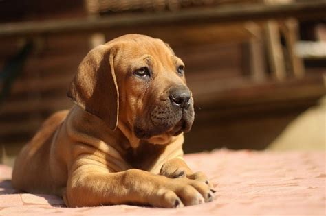 Boerboel Dog Breed Info Pictures Temperament And Facts Hepper