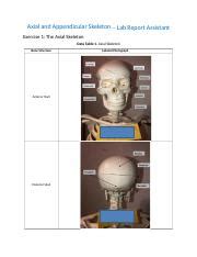 Axial And Appendicular Skeleton RPT 2 2 Docx Axial And Appendicular