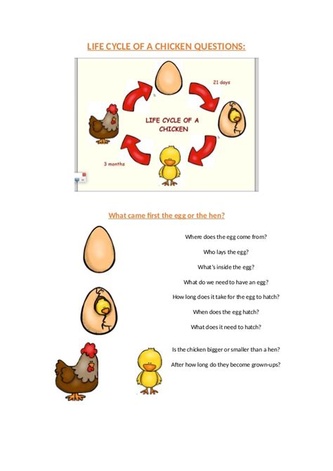 As a chicken farmer, it's vital that you learn more about the average chicken life cycle. Life cycle of a chicken Questions