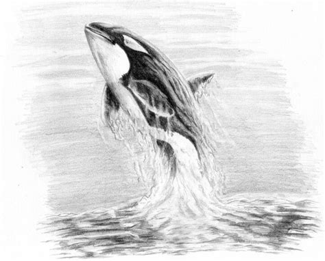 Killer Whale Orcas Orca Tattoo Whale Drawing Water Tattoo Pencil
