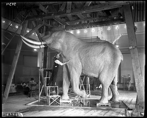Carl Akeley Modeling Elephant For Hall Of African Mammals 1914