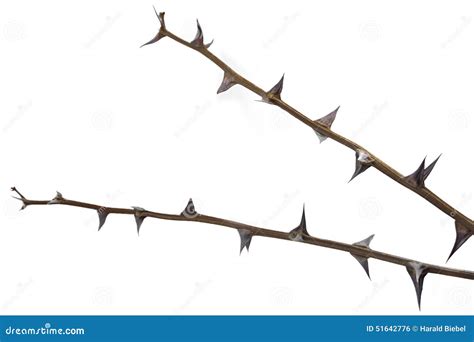 Twigs With Thorns Isolated On White Background Stock Photo Image Of