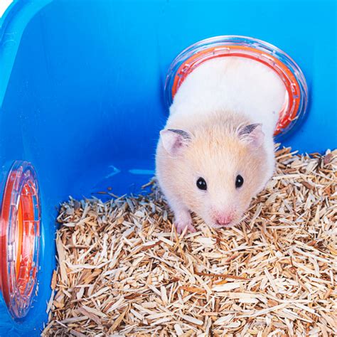 Can Hamsters Live Together In The Same Cage Warning Petrapedia