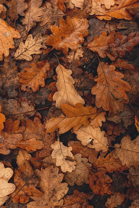 Leaves Brown Dry Fallen Autumn Hd Phone Wallpaper Peakpx