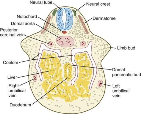Formation Of The Vertebrate Limb