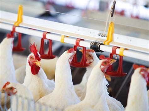 Broiler Production Best Poultry Farm Management Practices Afrimash Com Nigeria