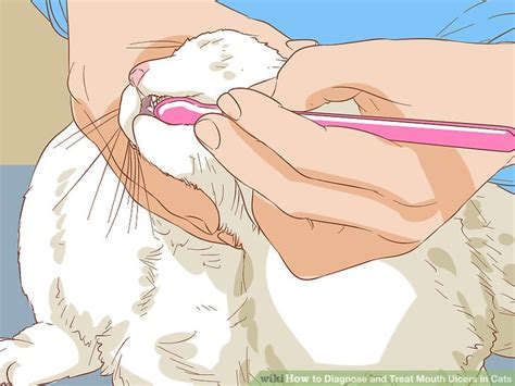 How To Diagnose And Treat Mouth Ulcers In Cats 9 Steps