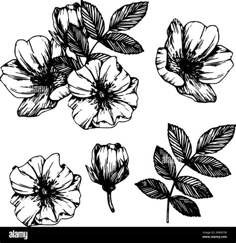 Wild Rose Flowers And Berries Bouquet Of Medicinal Herb Line Art