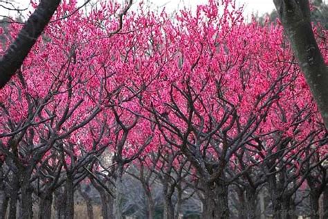La Impresionante Belleza De Los Árboles Japoneses Japanese Tree