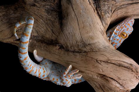Whats The Secret To Gecko Feet That Allows Them To Stick To Surfaces
