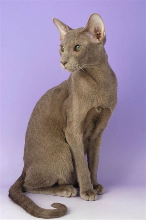 We breed for exotic shorthair kittens and occasionally persians (elh) with ancestries from national and regional winning, grand champion bloodlines. Lilac or lavender Oriental Shorthair | Oriental shorthair ...