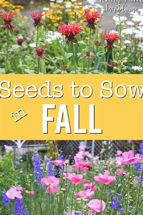 Easy To Grow Seeds You Can Sow In Fall For A Beautiful Flower Filled