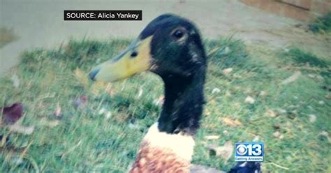 Owner Of Stolen Sacramento Duck Makes Appeal To Thieves Cbs Sacramento