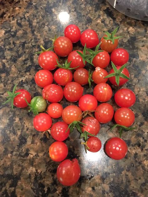 40 Fresh Organically Grown Perennial Everglades Tomato