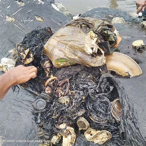In Indoniesien Wurde Ein Toter Wal Mit Sechs Kilo Plastik Im Bauch Gefunden
