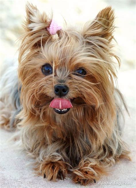 Small Brown Dog Breeds Beauty Dogs Yorkshire Terrier Dog Yorkshire