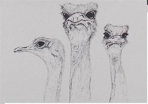 Three Ostrich Framed Matted Wildlife Art Print Pen And Ink Etsy
