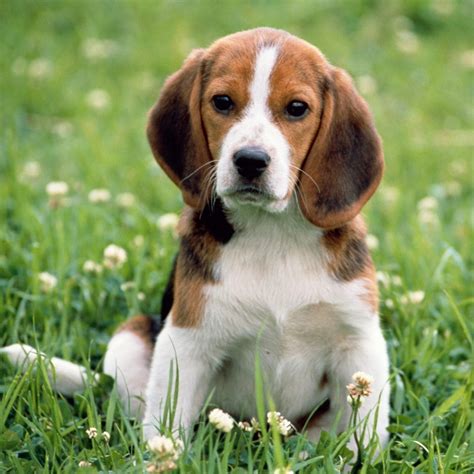 Beagle-Harrier puppy - Pet Paw