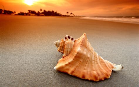Beach Sand Sunset Sea Waves Nature Seashells Wallpapers Hd