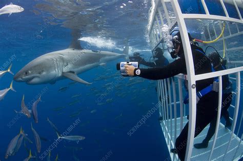 Photographing The Great White Shark Stock Image C0037937 Science