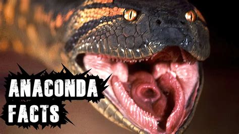 Anaconda 10 Facts You Have To Know About This Big Snake Youtube