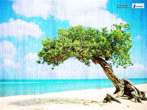 Aruba Wallpapers Top Free Aruba Backgrounds Wallpaperaccess