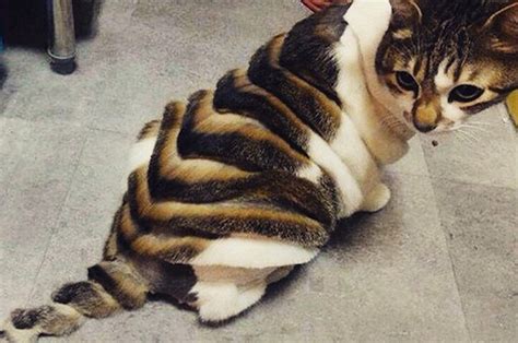 14 Cats Who Really Regret Their Haircuts