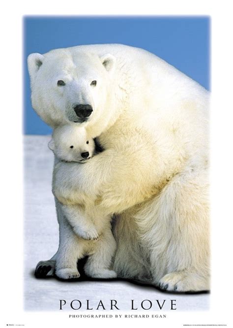 Polar Love Bears Poster Sold At Ukposters