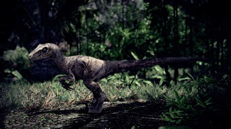 Velociraptor 4k Wallpapers Wallpaper Cave